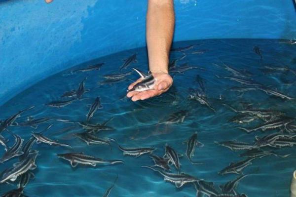 عملکرد استخر ماهیان خاویاری با نانوحباب بهبود یافت