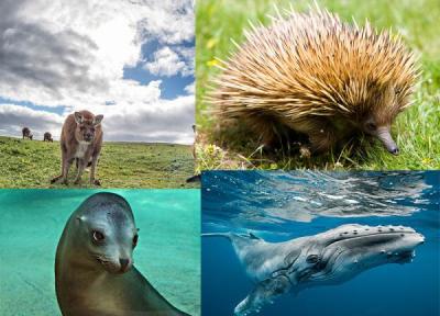 تور ارزان استرالیا: چند دقیقه ای با عالی ترین حیوانات حیات وحش استرالیا