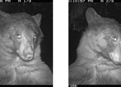 رفتار عجیب خرس سیاه در تاریکی شب ، عکس