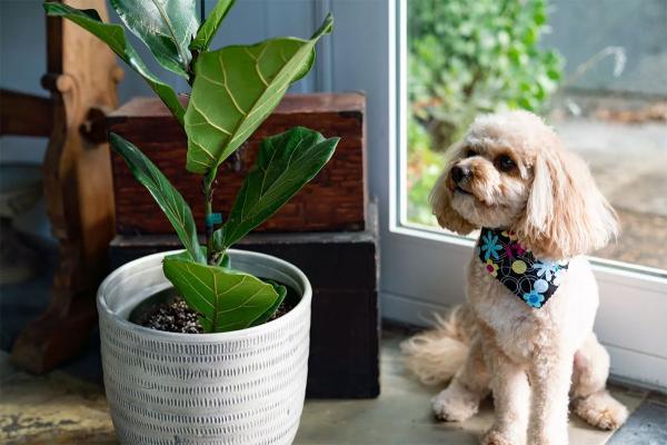 9 گیاه آپارتمانی محبوب که برای سگ تان سمی هستند!