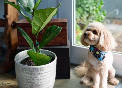 9 گیاه آپارتمانی محبوب که برای سگ تان سمی هستند!