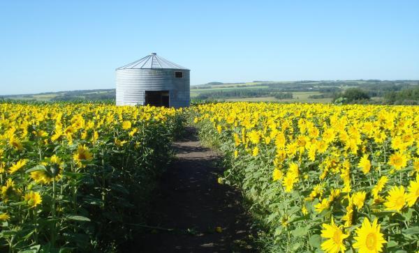 تماشای گل های آفتاب گردان در Bowden Sunmaze